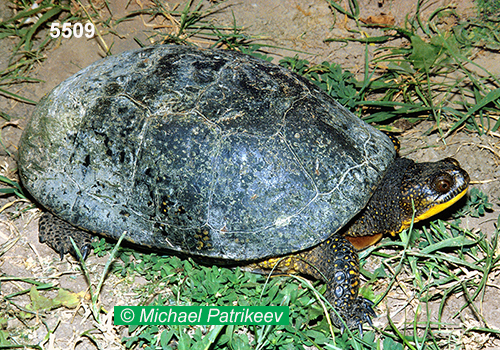 Blanding's Turtle (Emydoidea blandingii) at Long Point, Ontario, Canada